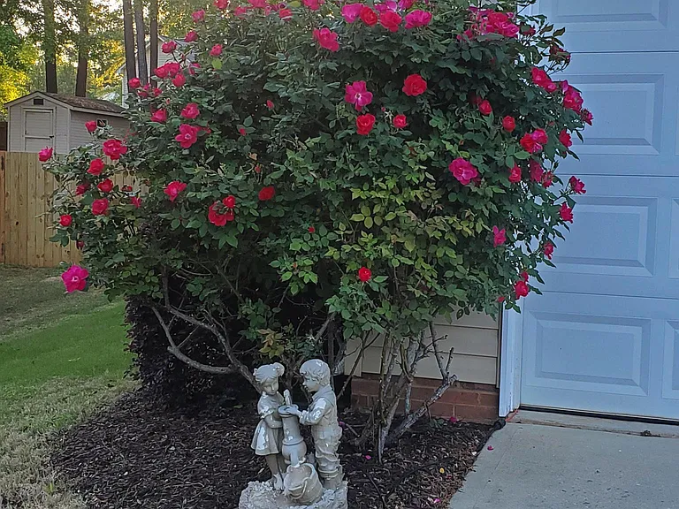 Knockout rose bush is the perfect pop of color next to the garage door