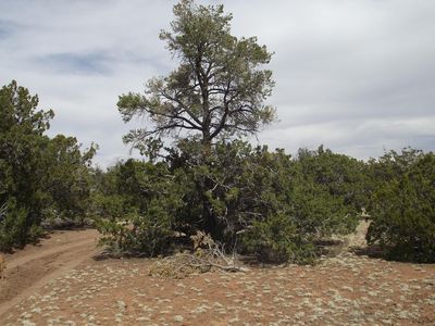 591 E Running Bear Rd, Williams, AZ, 86046