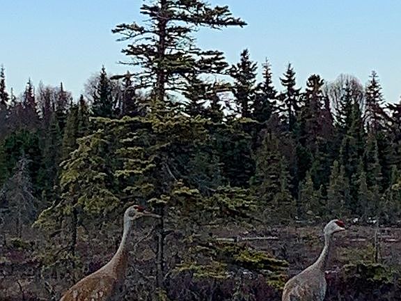 Wildlife