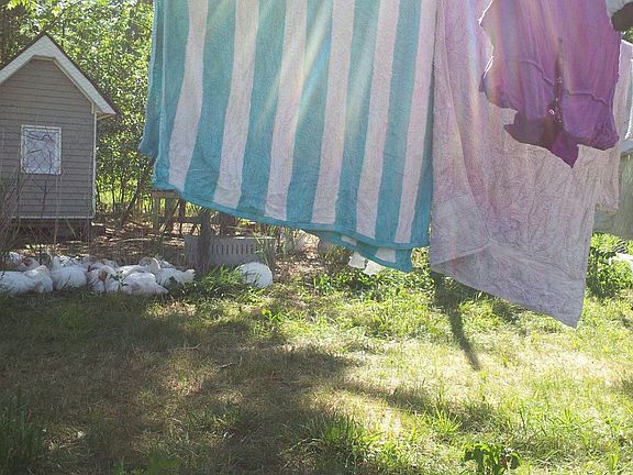 Chicken Coop & Laundry line