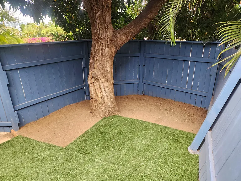 Yard looking under Mango tree.