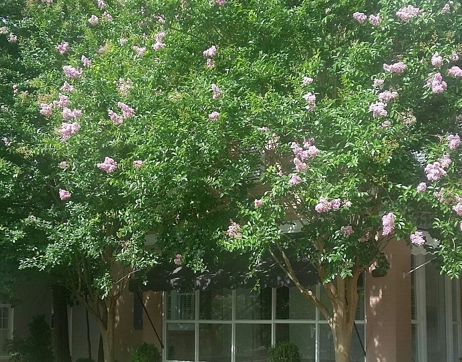 Summer view