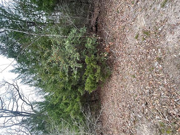 3rd image of 0 Woods North Dr