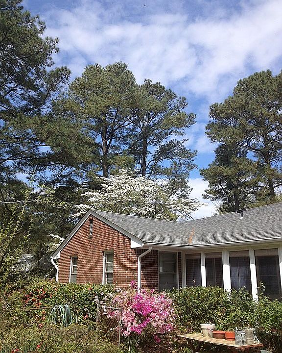 Flowers in bloom