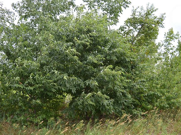 2nd image of Fisher Rd Lot D