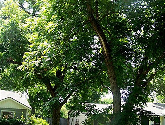 View of 2 of the several Pecan trees on this property!