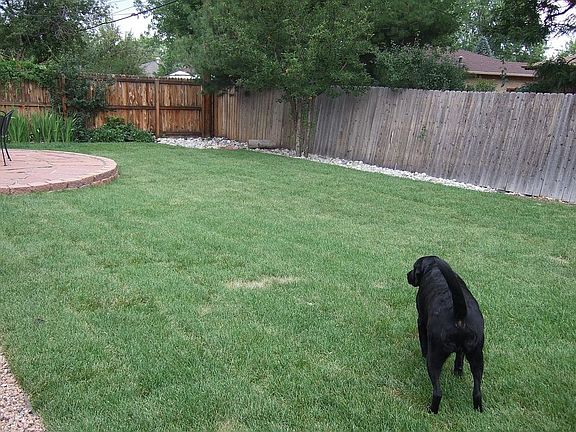 back yard