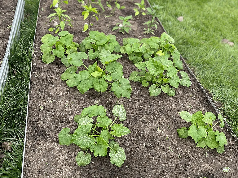 We Give Fresh Produce to Residents!