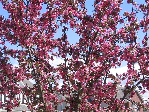 Trees in Bloom