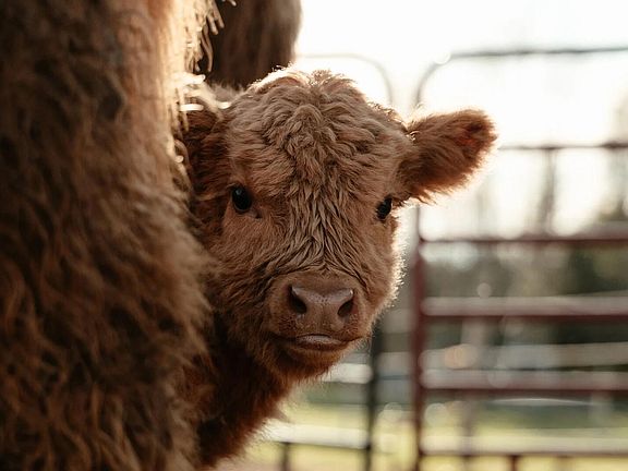 4th image of 68 Pullen Road