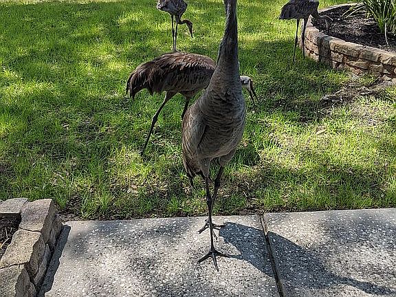 Visiting Cranes with Babies
