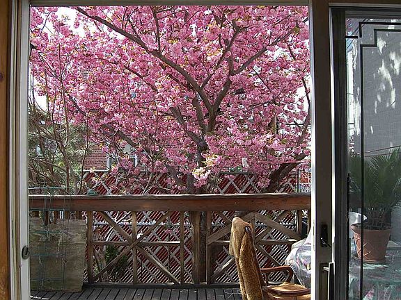 cherry tree in back yard
