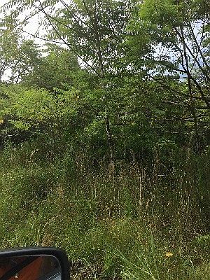2nd image of Forest Pl