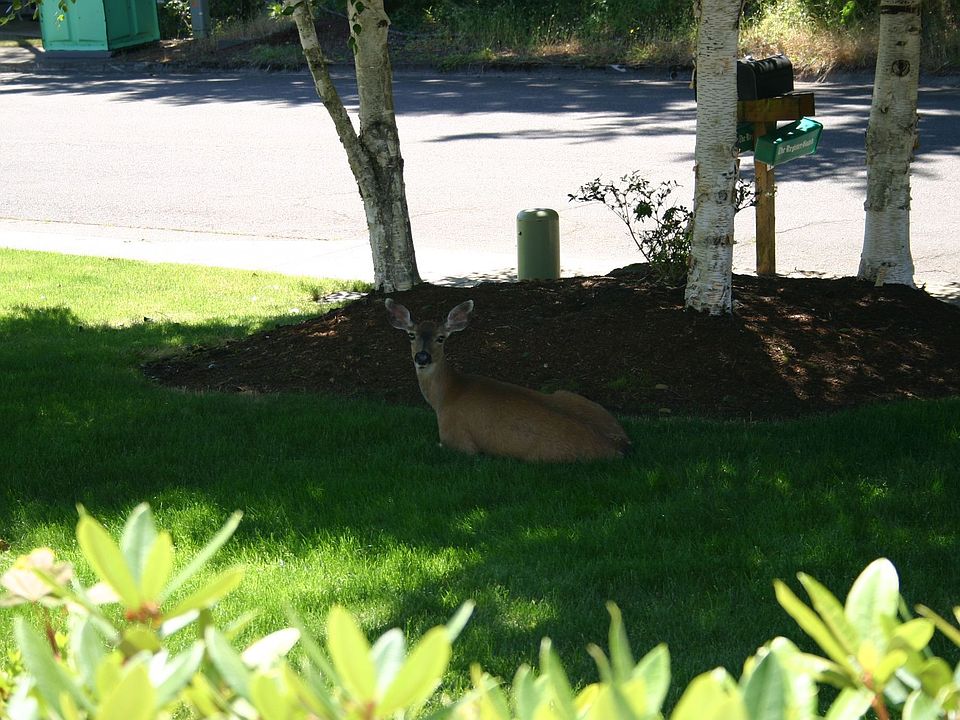 Lots of Wildlife