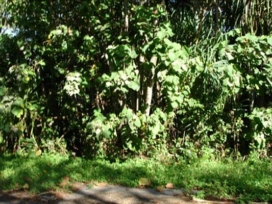 1st image of N Kahakai Blvd