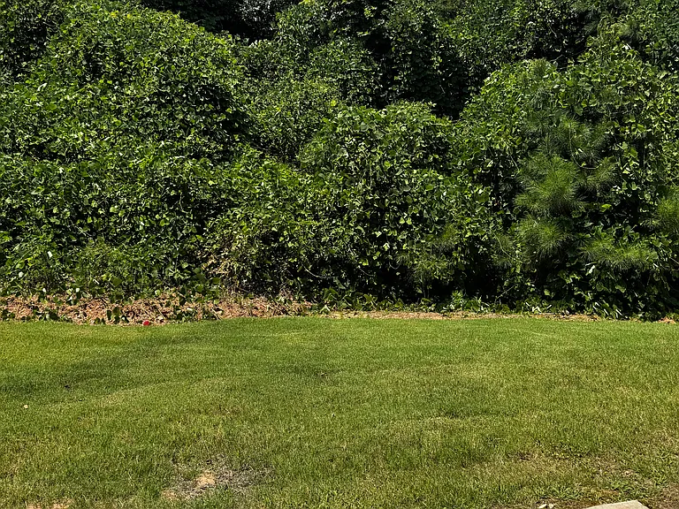 Patio with wooded back yard