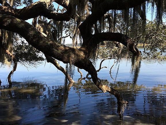 angel oaks, high tide, back