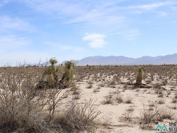2nd image of Copa De Oro Lot 43