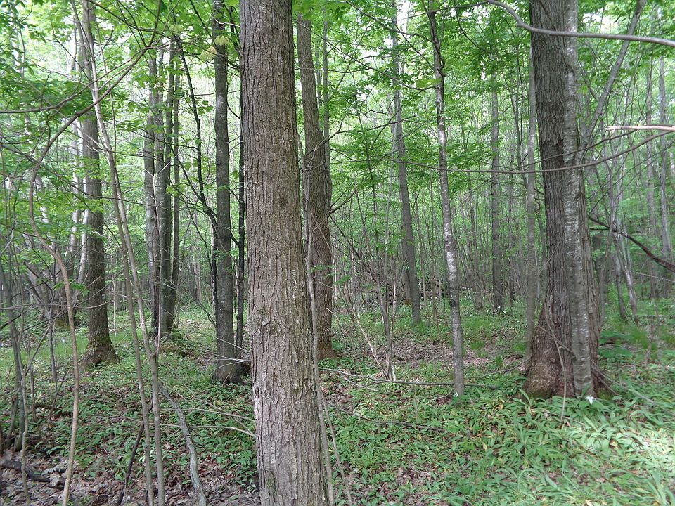 NICELY WOODED BUILDING LOT