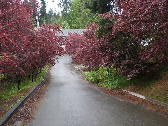2nd image of 4730 Black Forest Ln