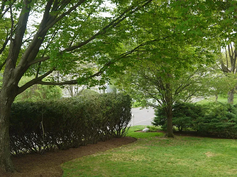Backyard alongside Cottage Lane