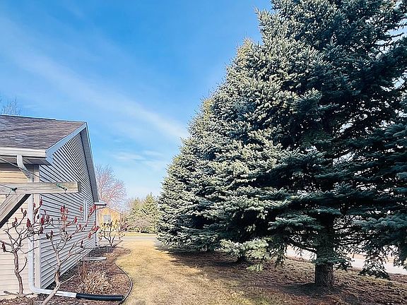 Mature evergreen trees 