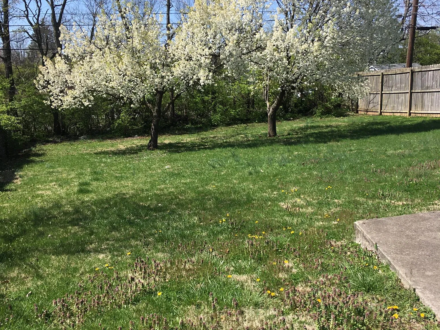 4 bed, 1.5 bath, 1607 sqft, $2,000 — Photo 3