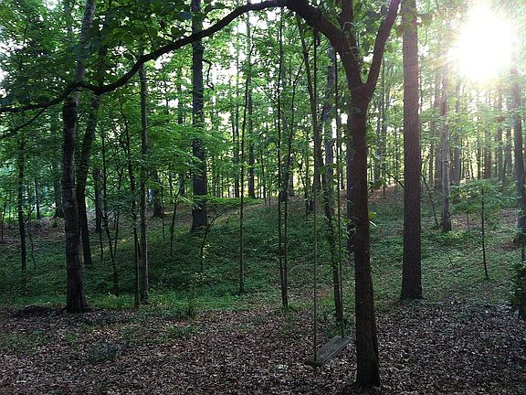 One of the forest views
