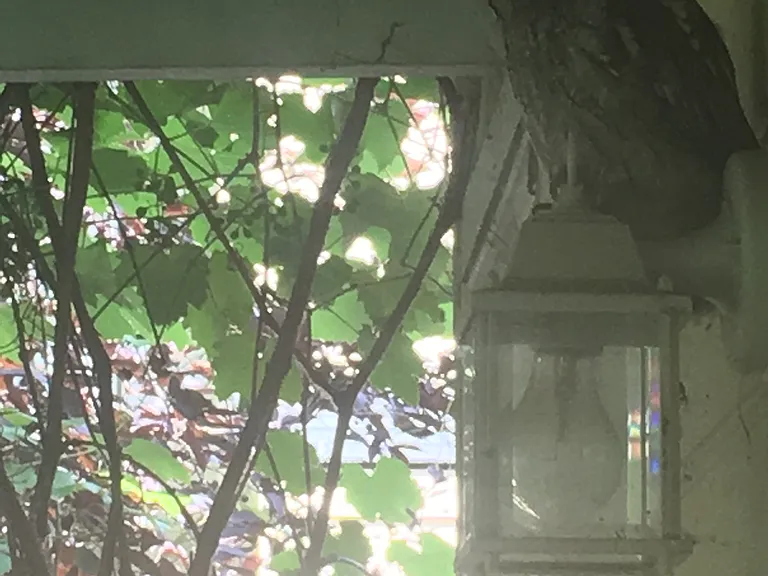 Backyard visitor