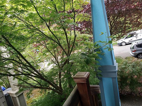 Japanese Maple trees located at the front of the house.