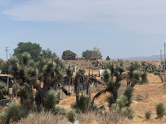 Joshua trees