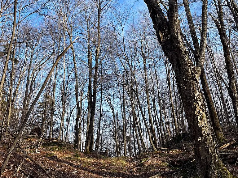 Mason Hl N — Photo 13