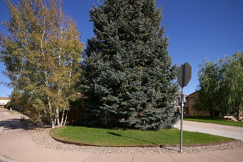 mature blue spruce