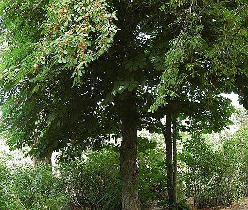 Horsechestnut trees
