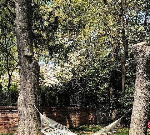 Shady backyard
