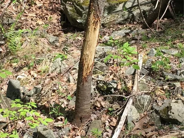 Logtown Road, Port Jervis, NY 12771