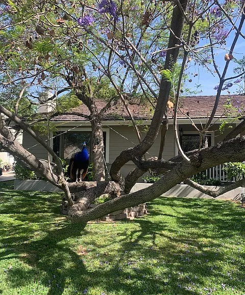 925 El Dorado St — Photo 10