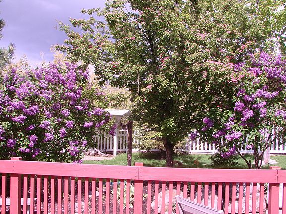 Backyard from porch in spring