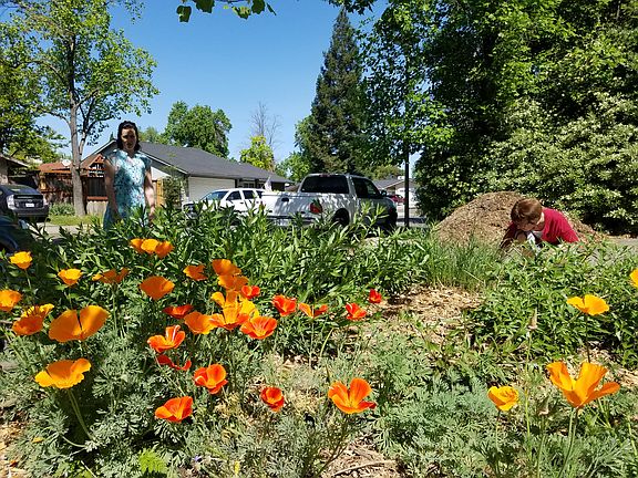 Front - Native CA garden