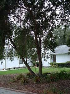 2nd image of 1941 Spanish Oaks Dr N