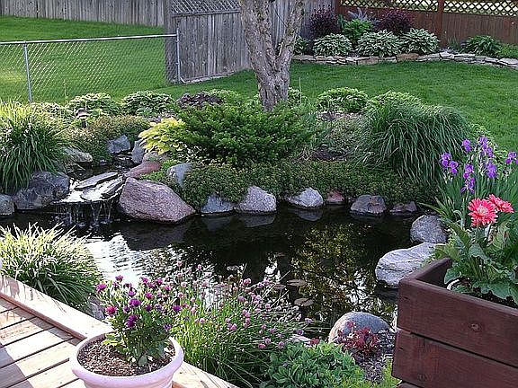 Back pond & plants