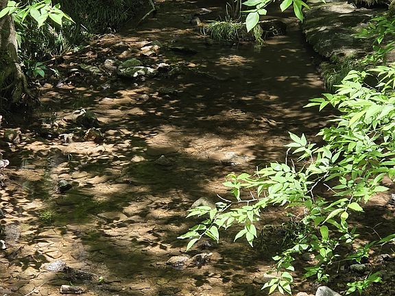 2nd image of 806 Brandon Hollow Rd