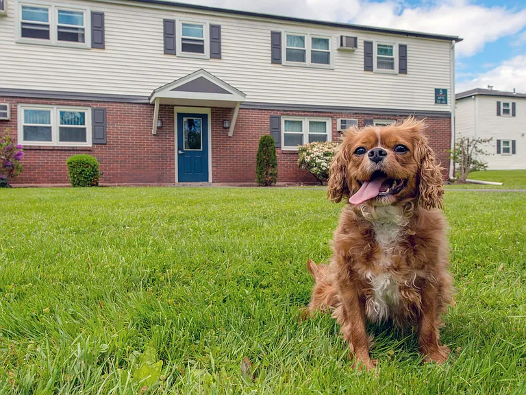 Share the joy of our pet-friendly Amherst apartments with your four-legged companion making home sweet home even sweeter.
