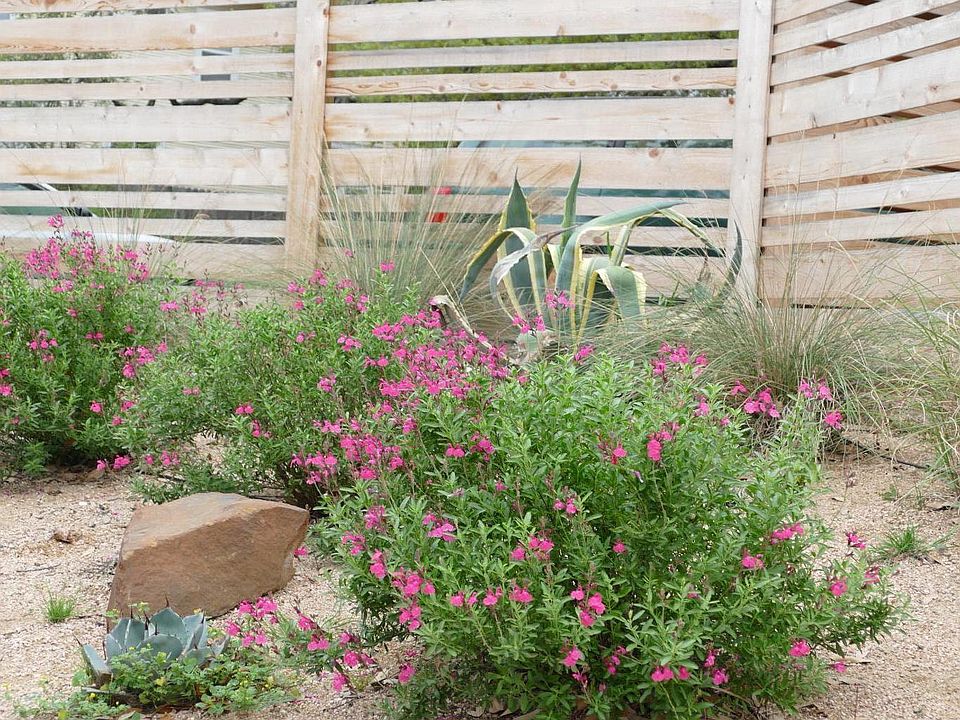 Landscape front yard