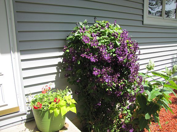 Many Spring flowers
