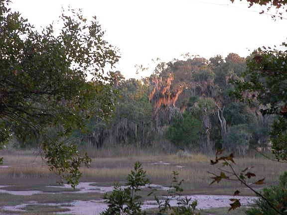 Sunset light on Spanish Moss over marsh.