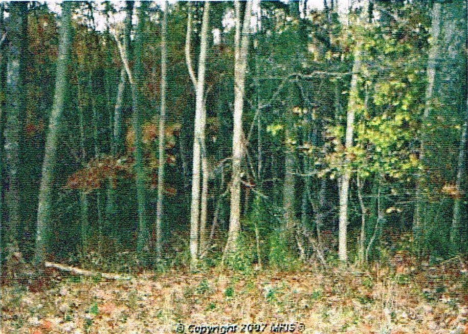 2nd image of Buildable Lot Near Deep Creek Lake