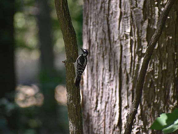 birdwatcher's paradise
