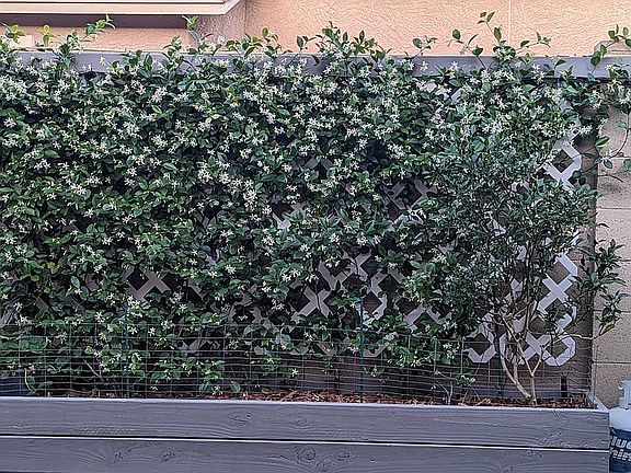 STAR JASMINE AND JALAPANO 