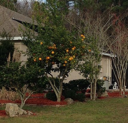 2nd image of 38 Elias Ln
